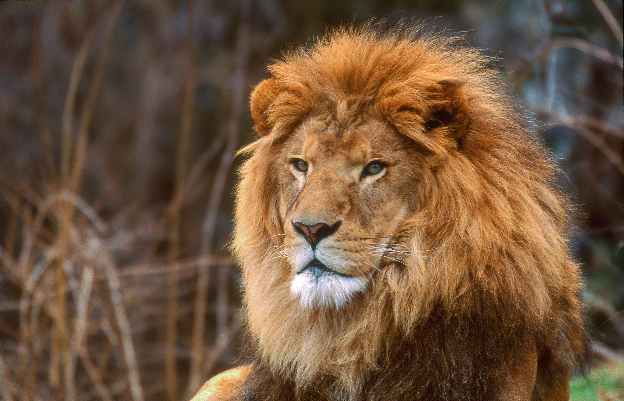 LionKingPlayer